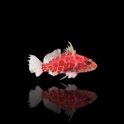 Plectranthias Inermis bestellen? l Coralandfishstore.nl