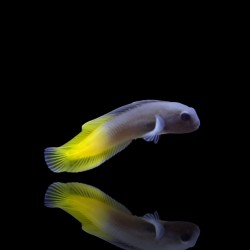 Enchelyurus Flavipes | Coralandfishstore.nl