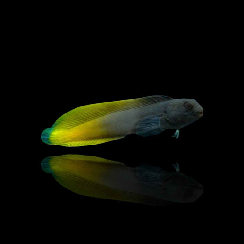 Enchelyurus flavipes