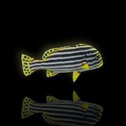 Plectorhinchus Diagrammus | Coralandfishstore.nl