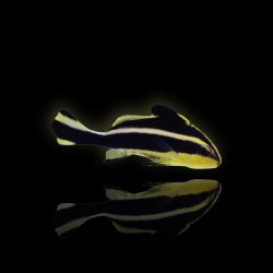 Plectorhinchus Diagrammus | Coralandfishstore.nl