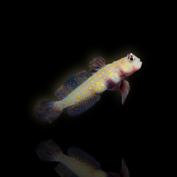 Amblyeleotris Guttata bestellen? l Coralandfishstore.nl