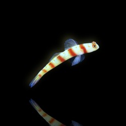 Bestellen Sie Amblyeleotris Steinitzi (M) ? l Coralandfishstore.nl