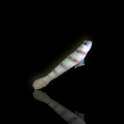 Bestellen Sie Amblyeleotris Steinitzi (M) ? l Coralandfishstore.nl