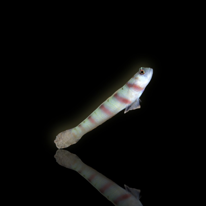 Amblyeleotris Steinitzi (M)