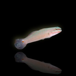 Amblygobius Decussatus