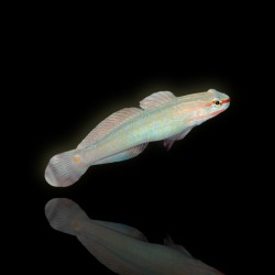 Amblygobius Decussatus