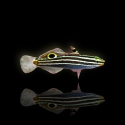 Amblygobius Hectori - Hectors Grundel