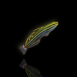 Amblygobius Hectori - Hectors Grundel