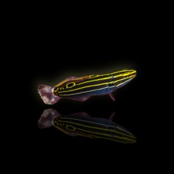 Amblygobius Hectori - Hectors grondel