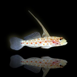 Ctenogobiops Tangaroai - Tangoroa-Grundel