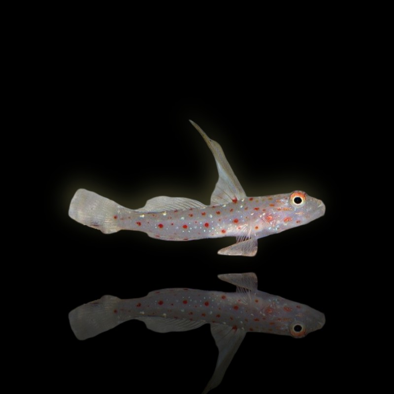 Ctenogobiops Tangaroai