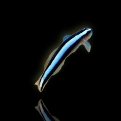 Gobiosoma Oceanops - Blaue Putzergrundel