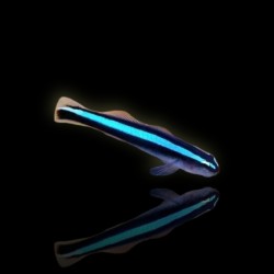 Gobiosoma Oceanops - Blaue Putzergrundel