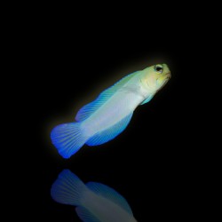 Opistognathus Aurifrons (M) - (Jack in the box) - geelkopkaakvis