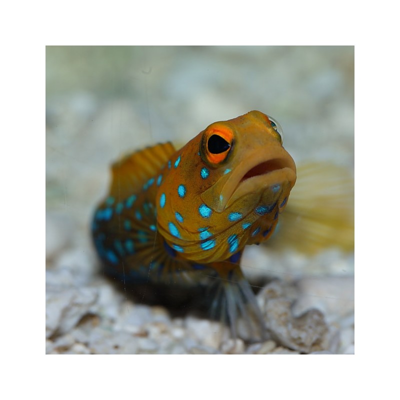 Opistognathus Rosenblatti