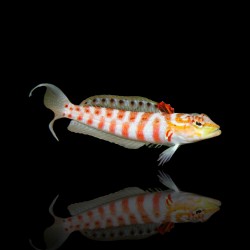 Parapercis Schauinslandi - Roodvlek zandbaars