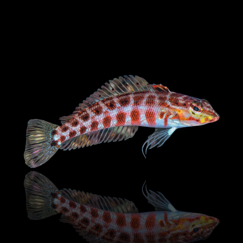 Parapercis Schauinslandi