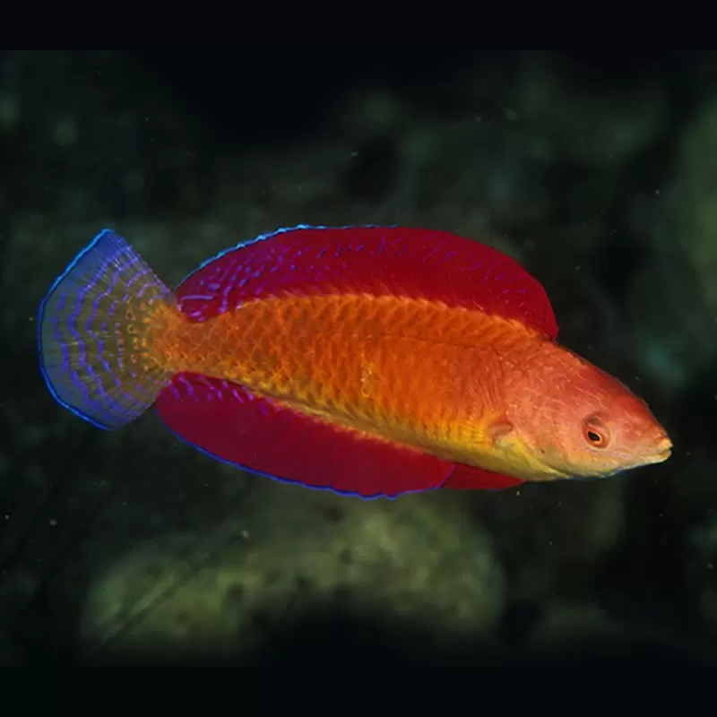 Cirrhilabrus Rubripinnis Cirrhilabrus Rubripinnis