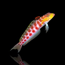 Parapercis Schauinslandi - Rotflecken-Sandbarsch