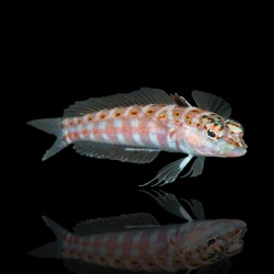 Parapercis Schauinslandi - Roodvlek zandbaars