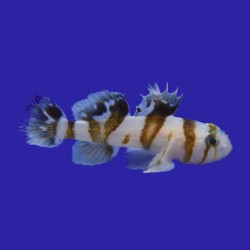 Priolepsis Nocturna bestellen? l Coralandfishstore.nl