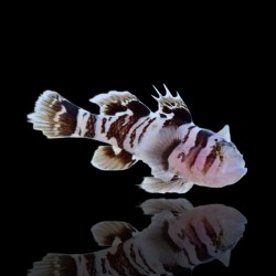 Priolepsis Nocturna bestellen? l Coralandfishstore.nl