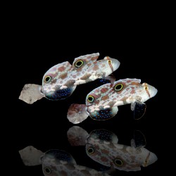 Signigobius Biocellatus bestellen? l Coralandfishstore.nl