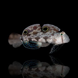 Signigobius Biocellatus bestellen? l Coralandfishstore.nl