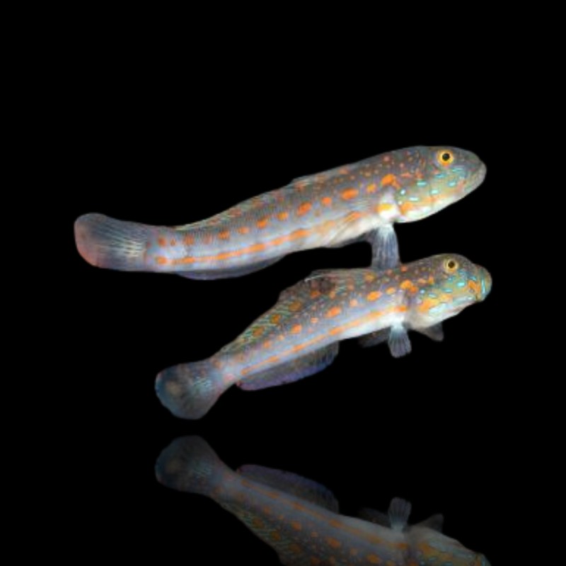 Valenciennea Muralis