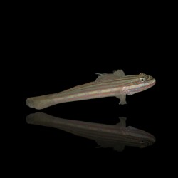 Valenciennea Muralis | Coralandfishstore.nl