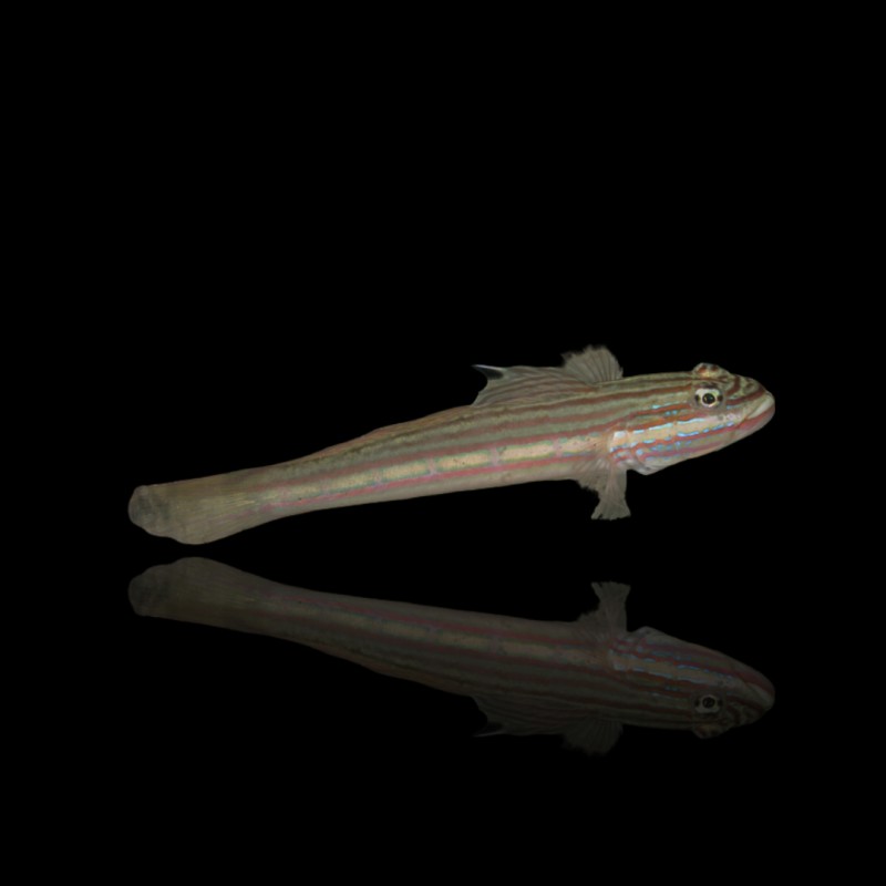 Valenciennea Muralis