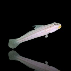 Valenciennea Muralis | Coralandfishstore.nl