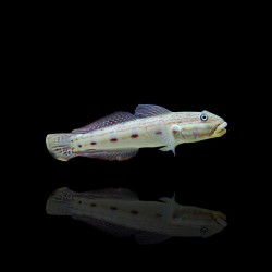 Valenciennea Longipinnis bestellen? l Coralandfishstore.nl