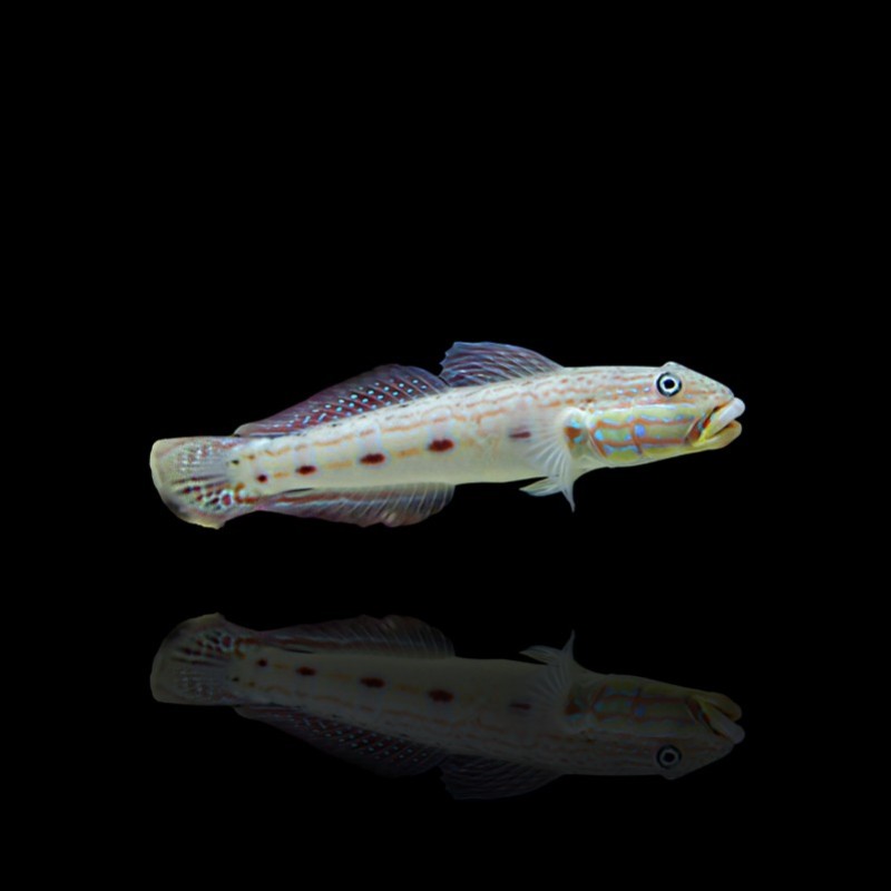 Valenciennea Longipinnis