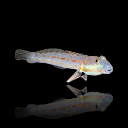 Valenciennea Longipinnis bestellen? l Coralandfishstore.nl