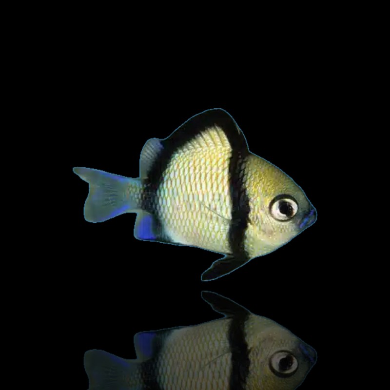 Dascyllus Reticulatus