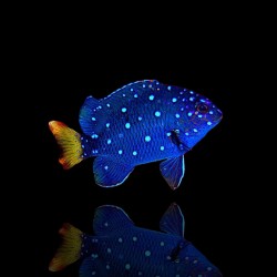 Microspathodon Chrysurus | Coralandfishstore.nl