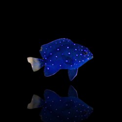 Microspathodon Chrysurus | Coralandfishstore.nl