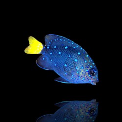 Microspathodon Chrysurus | Coralandfishstore.nl