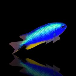 Pomacentrus Alleni | Coralandfishstore.nl