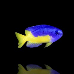 Pomacentrus Coelestis | Coralandfishstore.nl