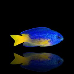 Pomacentrus Coelestis | Coralandfishstore.nl