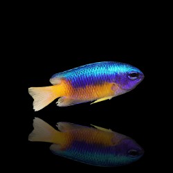 Pomacentrus Coelestis | Coralandfishstore.nl