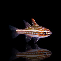 Ostorhinchus margaritophorus | Coralandfishstore.nl