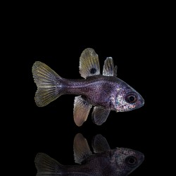 Apogonichthyoides Melas | Coralandfishstore.nl