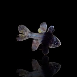 Apogonichthyoides Melas | Coralandfishstore.nl