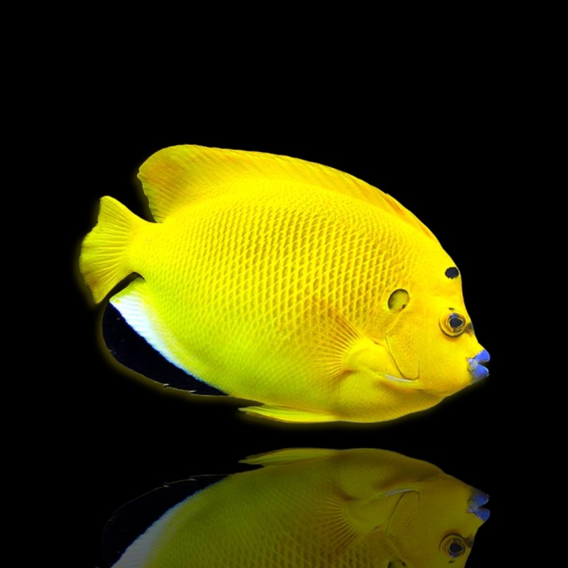 Apolemichthys Trimaculatus (S)