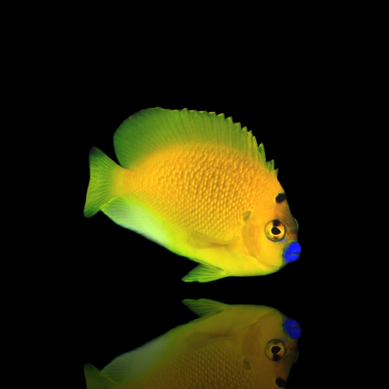 Apolemichthys Trimaculatus (L)