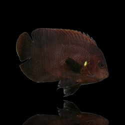 Centropyge Nox | Coralandfishstore.nl